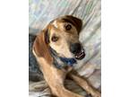 Adopt Trusty a Hound (Unknown Type) / Mixed dog in Elmsford, NY (38844419)