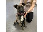Adopt Jax a Plott Hound / Mixed dog in Elmsford, NY (38844408)