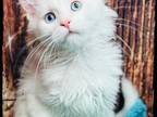 White Maine Coon Kittens