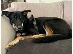 Adopt Anton a Black Terrier (Unknown Type, Medium) / Mixed dog in Candler