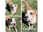 Adopt Celeste a Brown/Chocolate - with White American Staffordshire Terrier /