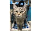Adopt Conway a Domestic Shorthair / Mixed (short coat) cat in Defiance