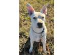 Adopt Penelope a American Pit Bull Terrier / Cattle Dog / Mixed dog in Duncan