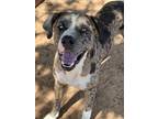 Adopt Otis a Catahoula Leopard Dog / Mixed dog in Duncan, OK (38820221)