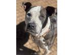 Adopt Frankie a American Pit Bull Terrier / Cattle Dog / Mixed dog in Duncan