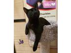 Adopt Mini a All Black Domestic Shorthair / Mixed (short coat) cat in