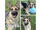 Adopt Greta a Brown/Chocolate - with Black German Shepherd Dog / Mixed dog in