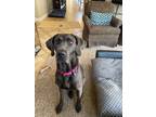 Adopt Shay a Gray/Blue/Silver/Salt & Pepper Weimaraner dog in Dallas