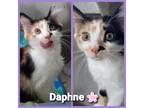 Adopt Daphne 2 a White Calico / Mixed (short coat) cat in Willingboro