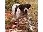 Adopt Bentley Marie a German Shorthaired Pointer
