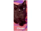 Adopt Ebony (FCID# FCID 7/8/2023-142) a All Black Domestic Shorthair / Mixed