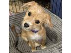 Adopt Isabelle a Terrier