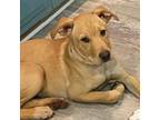 Adopt Darla a Labrador Retriever