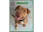 Adopt Emerald a Mixed Breed (Medium) / Mixed dog in Fort Myers, FL (38749610)