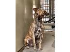 Adopt Groot~ a American Hairless Terrier / Boxer / Mixed dog in Columbia