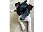 Adopt Linus ~ (came in with Charlie Brown) a Terrier (Unknown Type