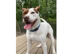 Adopt Jack a White - with Brown or Chocolate Pointer / Mixed dog in Elmsford