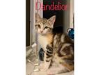 Adopt Dandelion (FCID# 07/25/2023-142) a Calico or Dilute Calico Calico / Mixed