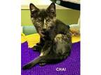 Adopt Chai a Domestic Shorthair / Mixed cat in Evergreen, CO (38858575)