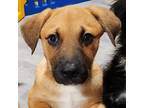Adopt Luke Combs a Tan/Yellow/Fawn German Shepherd Dog / Retriever (Unknown