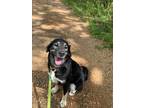 Adopt Andi a Shepherd (Unknown Type) / Mixed Breed (Medium) / Mixed dog in Saint