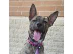Adopt Daisy VC a Brindle Plott Hound / Mixed dog in St Louis, MO (38751826)