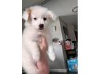 Adopt Whitley a Pomeranian, Labrador Retriever