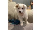 Adopt Zahra a Pomeranian, Labrador Retriever
