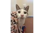 Adopt Freckles a Domestic Shorthair / Mixed cat in Mipiltas, CA (38783269)