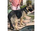 Adopt Heidi a German Shepherd Dog / Mixed dog in Irvine, CA (38878555)