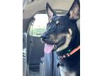 Adopt Baker a German Shepherd Dog / Mixed dog in Downey, CA (38864147)