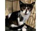 Adopt Manchester a All Black Domestic Shorthair cat in Chapel Hill