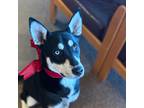 Adopt Fflewddur Fflan a Australian Cattle Dog / Husky / Mixed dog in Fort