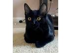 Adopt Yanny a Domestic Shorthair / Mixed (short coat) cat in Alpharetta