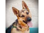 Adopt Maple a German Shepherd Dog / Mixed dog in Vallejo, CA (38790856)