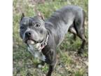 Adopt Henney a American Staffordshire Terrier