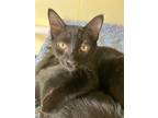 Adopt Mickey a Domestic Shorthair / Mixed (short coat) cat in Lunenburg