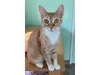 Adopt Sophia a Domestic Shorthair / Mixed (short coat) cat in Lunenburg