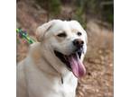 Adopt Leo a White - with Tan, Yellow or Fawn Labrador Retriever / Mixed dog in