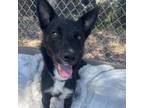 Adopt Sweetie Pie a Black Border Collie / Mixed Breed (Medium) / Mixed dog in