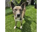 Adopt Paris a American Staffordshire Terrier, Mixed Breed