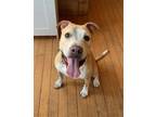 Adopt Snuggles a Red/Golden/Orange/Chestnut - with White Pit Bull Terrier /