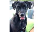 Adopt Mylee a Black - with White Labrador Retriever / Mixed dog in Ramona