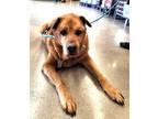 Adopt Boris a Red/Golden/Orange/Chestnut Chow Chow / Mixed dog in Ramona