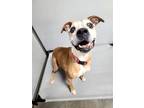 Adopt Princess a Tan/Yellow/Fawn - with White Boxer / Mixed dog in Ramona