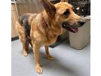 Adopt Daisy Duchess of Vilnius a Brown/Chocolate - with Black German Shepherd