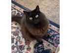 Adopt Veronica a All Black Domestic Longhair / Mixed cat in Ramona