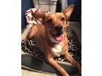 Adopt Bell a Red/Golden/Orange/Chestnut - with White Carolina Dog / Labrador