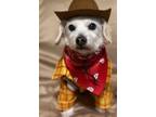 Adopt Buddy a White Jack Russell Terrier / Mixed dog in Ramona, CA (38862448)