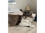 Adopt Willow a Gray or Blue (Mostly) Domestic Longhair / Mixed (long coat) cat